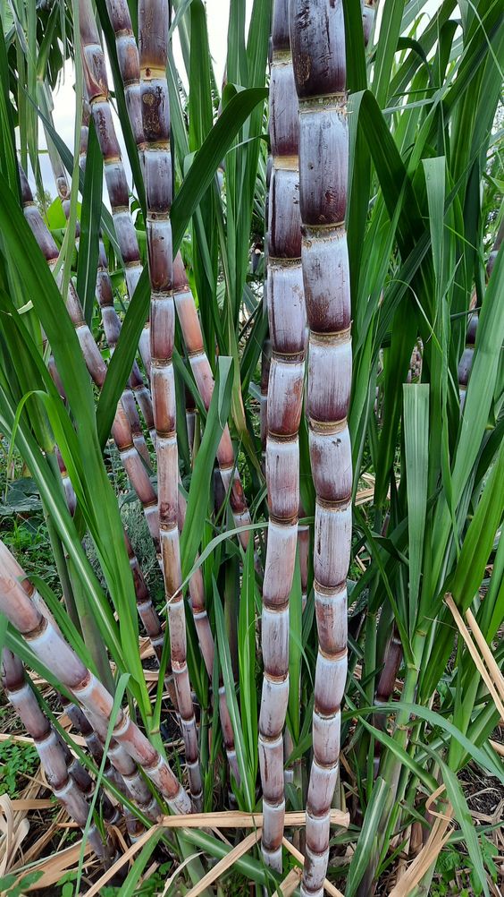 obat herbal diabetes kolagit dari tebu dan kayu manis