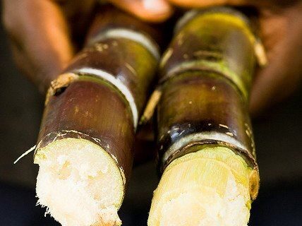 Herbal Diabetes Alami dari Tebu