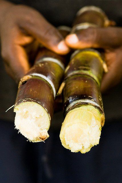 tebu kolagit untuk obat kencing manis